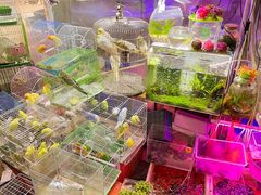 -双季花艺园艺市场(浦东店)