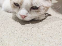 -藏猫猫咖啡主题馆(中央大道店)