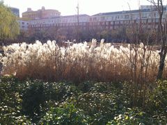 -莲花池公园