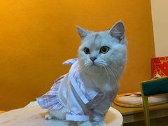 -关爱宠物医院·猫科中心·消化科(滨湖万达分院)