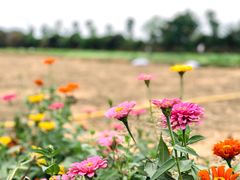 -田园东方蜜桃村的田野营地
