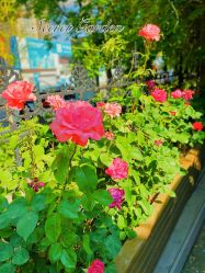 -月之旅·尊 高端月子会所(科馨别墅一店)