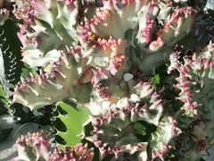 -武清南湖绿博园