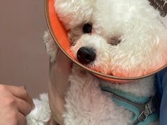 -乖乖宠物医院·猫科·骨科·24小时(云岗分院)