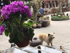 景观位-青城甲(青城山店)