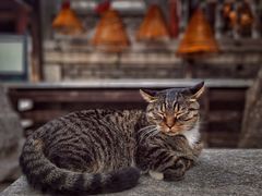 -西安大兴善寺