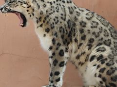-青藏高原野生动物园