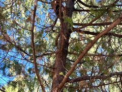 -北京鹫峰国家森林公园