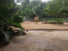 -海南热带野生动植物园