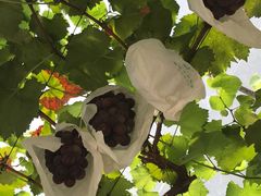 -马陆小张葡萄园农家乐