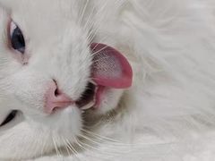 -萌兽医馆·宠物医院·猫骨科(创景店)