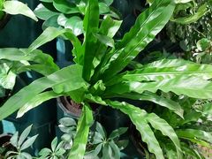 -鹿岛会员店 (龙湖三千集天街店)