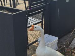 -品鲜村农家菜·阳澄湖大闸蟹(总店)