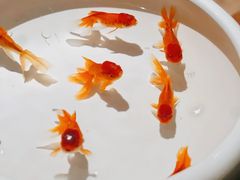-花城苑广府菜(侨鑫店)