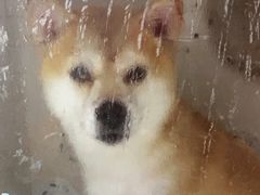 -瑞派康怡24h宠物医院·犬猫医疗中心·微创绝育(瑞景分院)