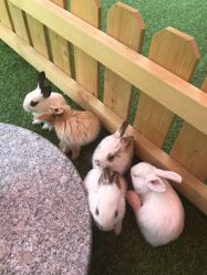 -萌宠亲子动物乐园(槐房万达店)