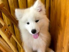 -张关合渣(航空大道店)