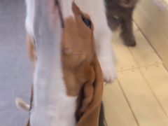 -有喵·猫咖·狗咖·30几只猫10只小狗(岗厦店)