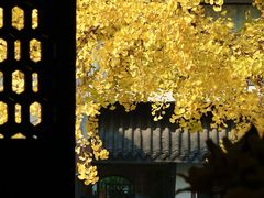 -青羊宫