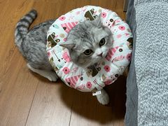 -中农大我爱我爱24h动物医院·中医针灸·猫专科·骨科医疗中心(双井店)