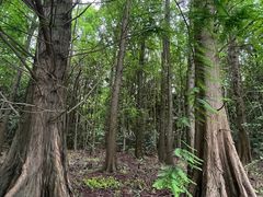 -上海海湾国家森林公园