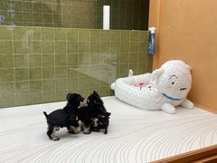 -帕帕拉兹宠物(亚洲旗舰店)