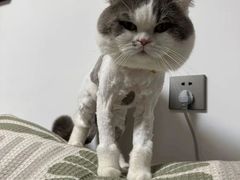 -唐小姐の猫狗洗护·购宠旗舰店(周浦万达店)