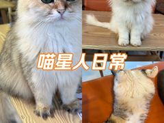 -豆逗聊愈猫阁Easy Life