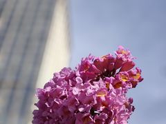 -深圳湾万象城(南山店)