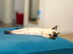 -欣宠猫屋·矮脚拿破仑·蓝金金渐层