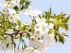 -古柏渡丰乐樱花园