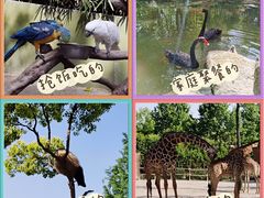 -上海野生动物园