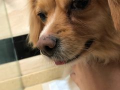 -安安宠医·安宠宠物医院