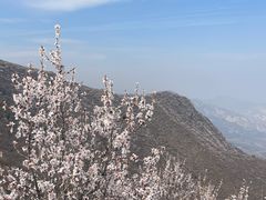 -北京鹫峰国家森林公园