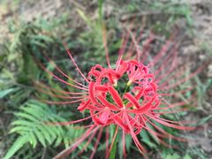 -黄海国家森林公园