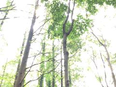 -东平国家森林公园