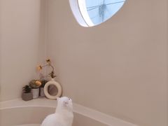 -More Fun猫咖 二十只万元加菲主题