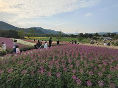 -径山花海
