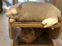 -飞行喵MR PILOT|猫舍·猫咖(静安大融城店)