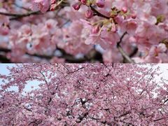 -上海辰山植物园