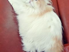 -MOCHA明星猫咖(田子坊店)