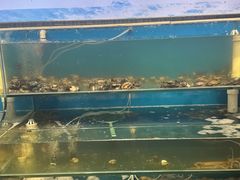 -仙螺岛海鲜自助餐厅(总店)