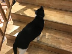 -猫的天空之城概念书店(杭州南宋御街店)