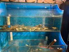 水产区-Thai Basil罗勒叶泰式餐厅(时代天街店)