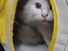 -乐琪宠物医院·犬猫专科·骨外科·急重症