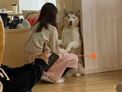-Husky Go! 哈士奇体验馆·宠物咖啡厅狗咖