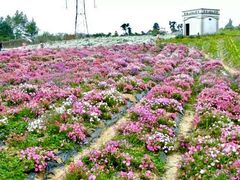 -紫颐香薰山谷景区