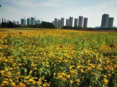 -映月湖中央公园