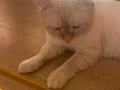 -猫腻·猫咖·撸猫馆(星光大道店)