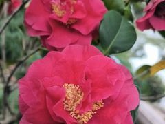 -Yee3·三号椰(上海中山公园龙之梦店)